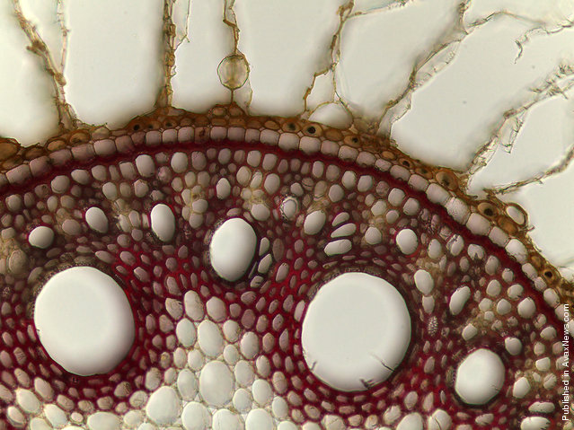 Debora Leite of the University of Sao Paulo, in Sao Paulo, Brazil observed this cross-section of the structure of a sugarcane root