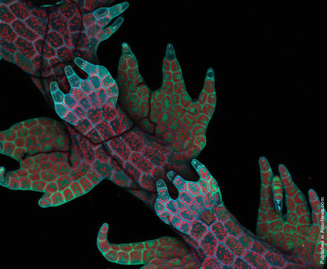 Taking 4th place in the competition, Dr. Robin Young of the University of British Columbia in Vancouver, British Columbia used intrinsic fluorescence to observe this specimen of liverwort (Lepidozia reptans) at 20x