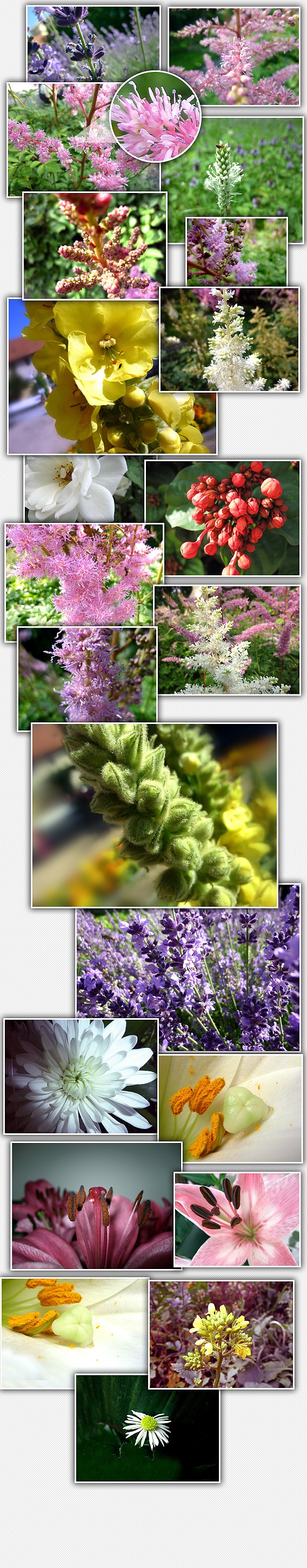 Download 23 High Resolution Professional Flower Stock Photos - Blog Lorelei Web Design